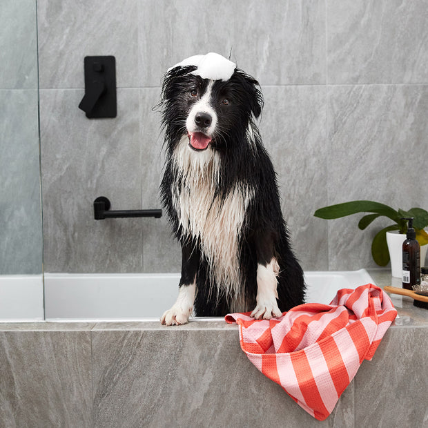 dock and bay towels dog