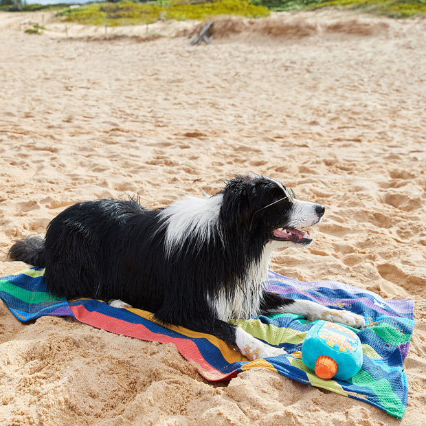 dock and bay towels dog